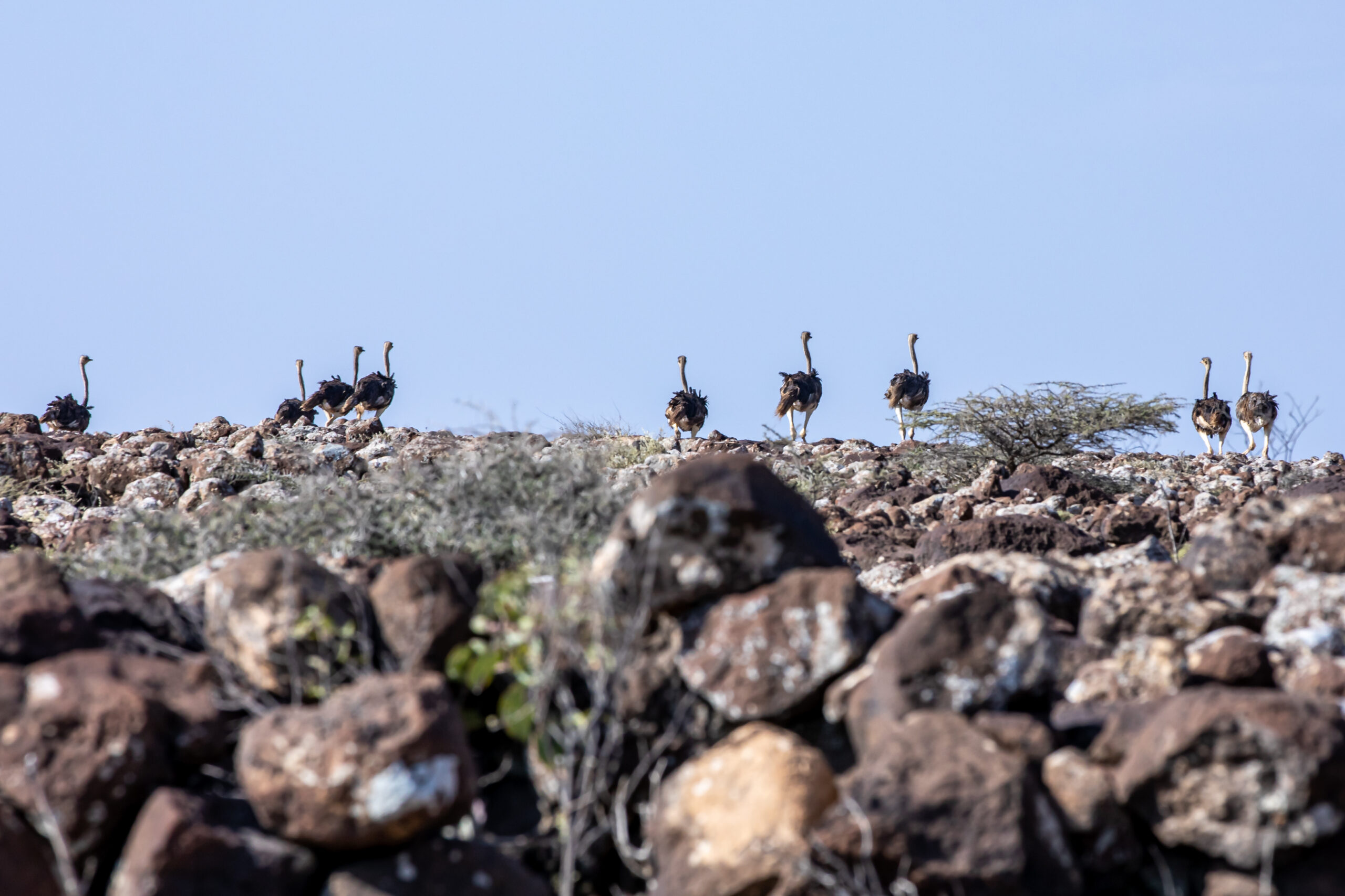 Tales of the Djibouti By Camille Massida